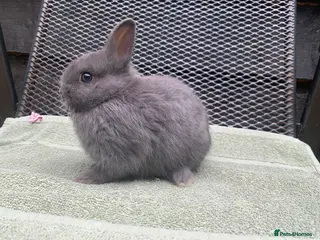 Netherland Dwarf rabbits Netherland Dwarf Rabbits available now - Advert 12