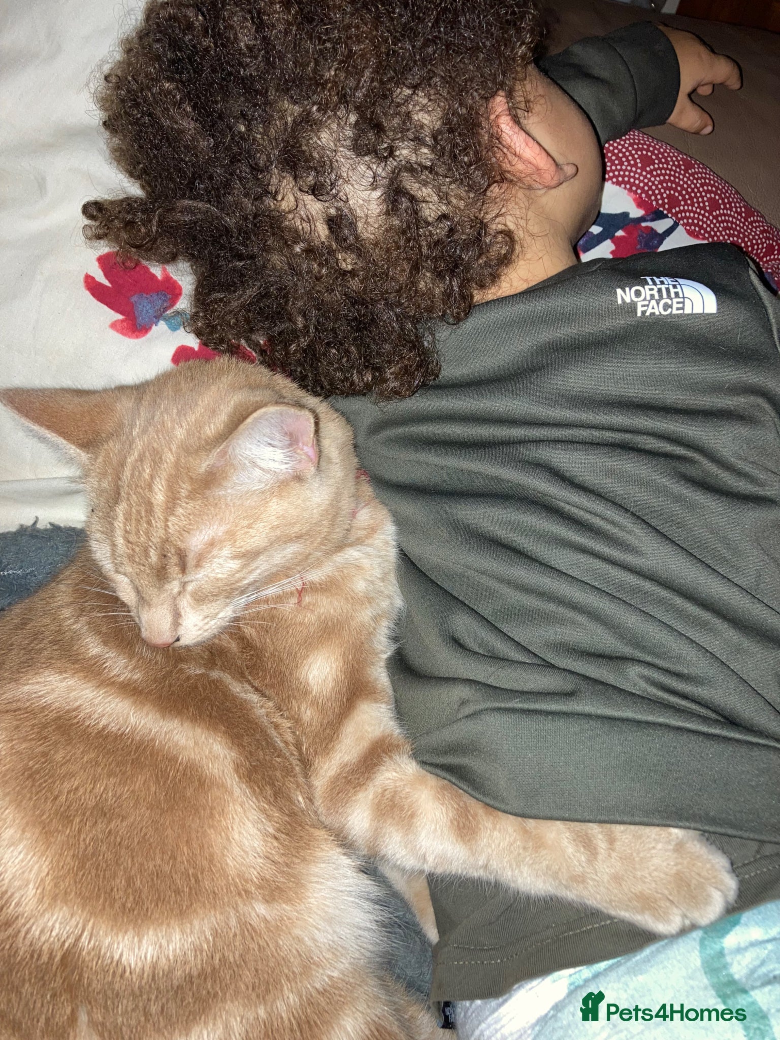 Mixed Breed cats Frank - Advert 12