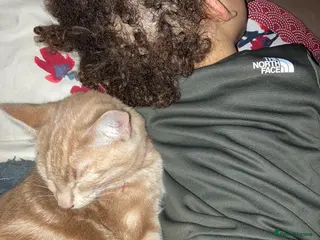 Mixed Breed cats Frank - Advert 12