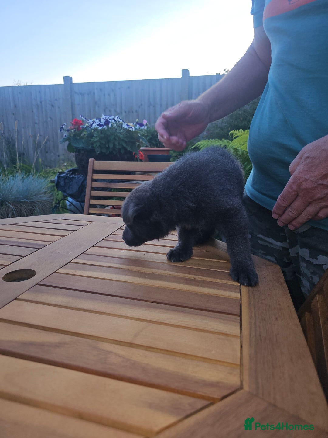 German Shepherd dogs for sale: Blue German shepherds for sale - Image 14