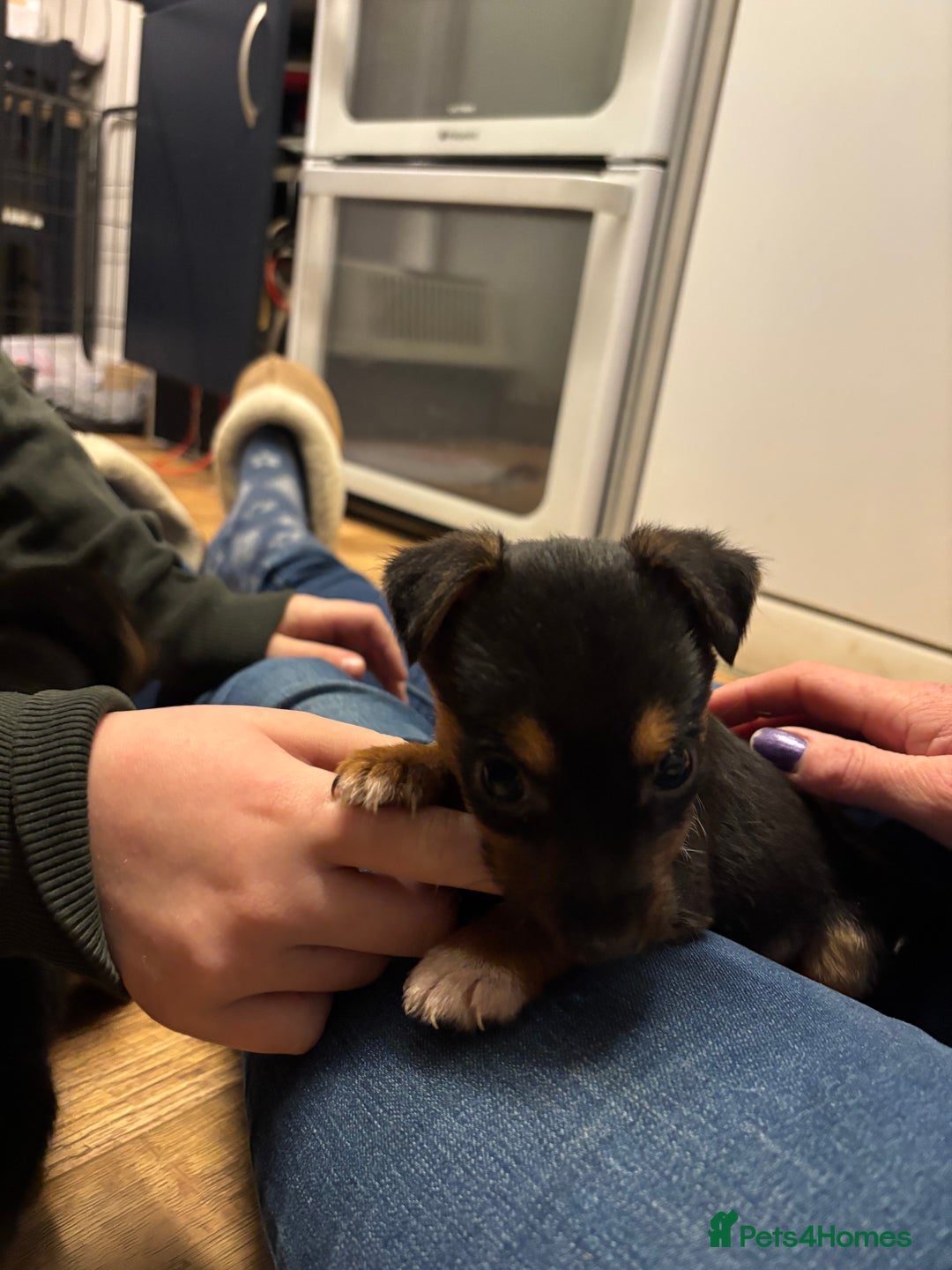 Mixed Breed dogs for sale: Stunning Jack Russell pups ready for loving homes  - Advert 10