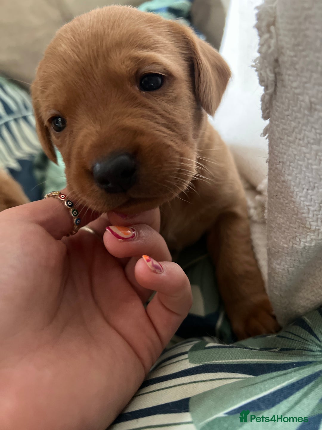 Cockerdor dogs for sale: Fox Red & Golden Labrador cross Cockerdor Puppies  - Image 14