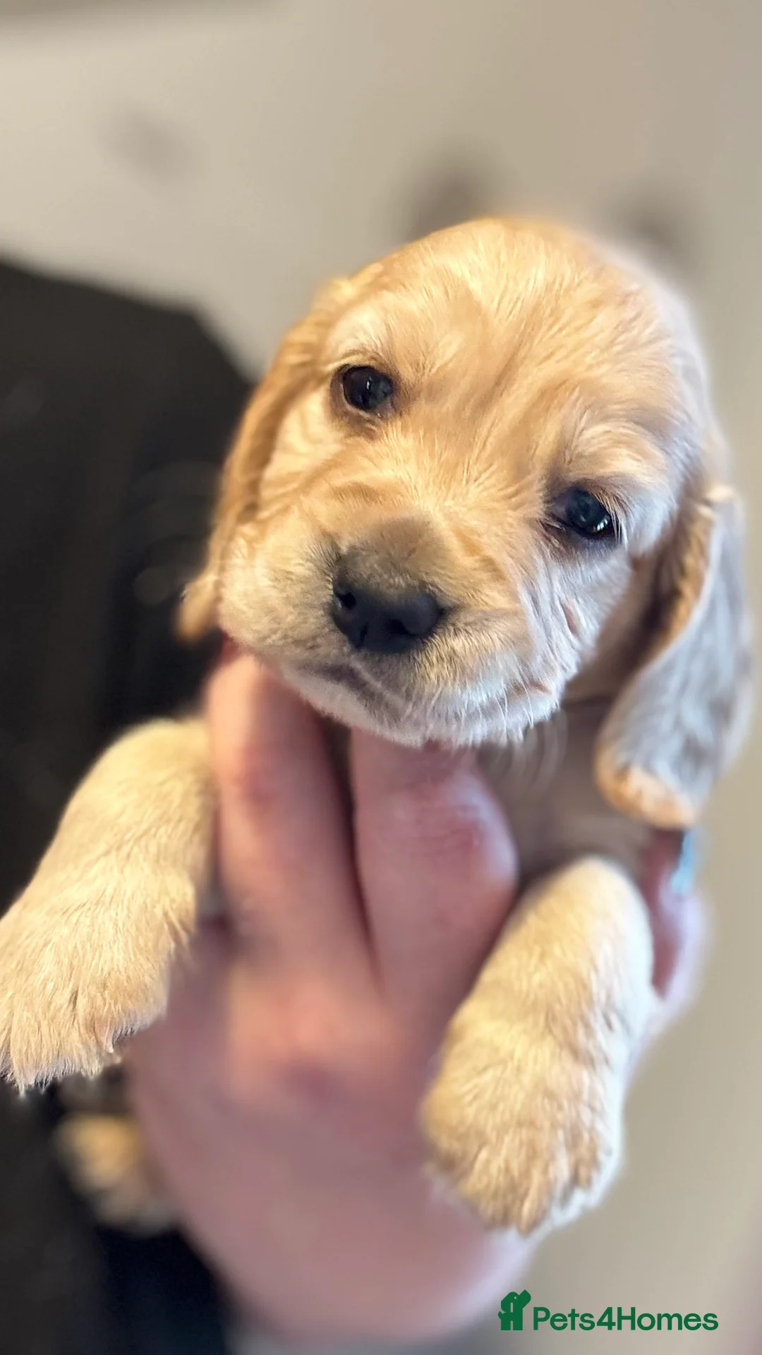 Cocker Spaniel dogs for sale: Cocker spaniel LAST PUPPY READY TO LEAVE - Advert 28
