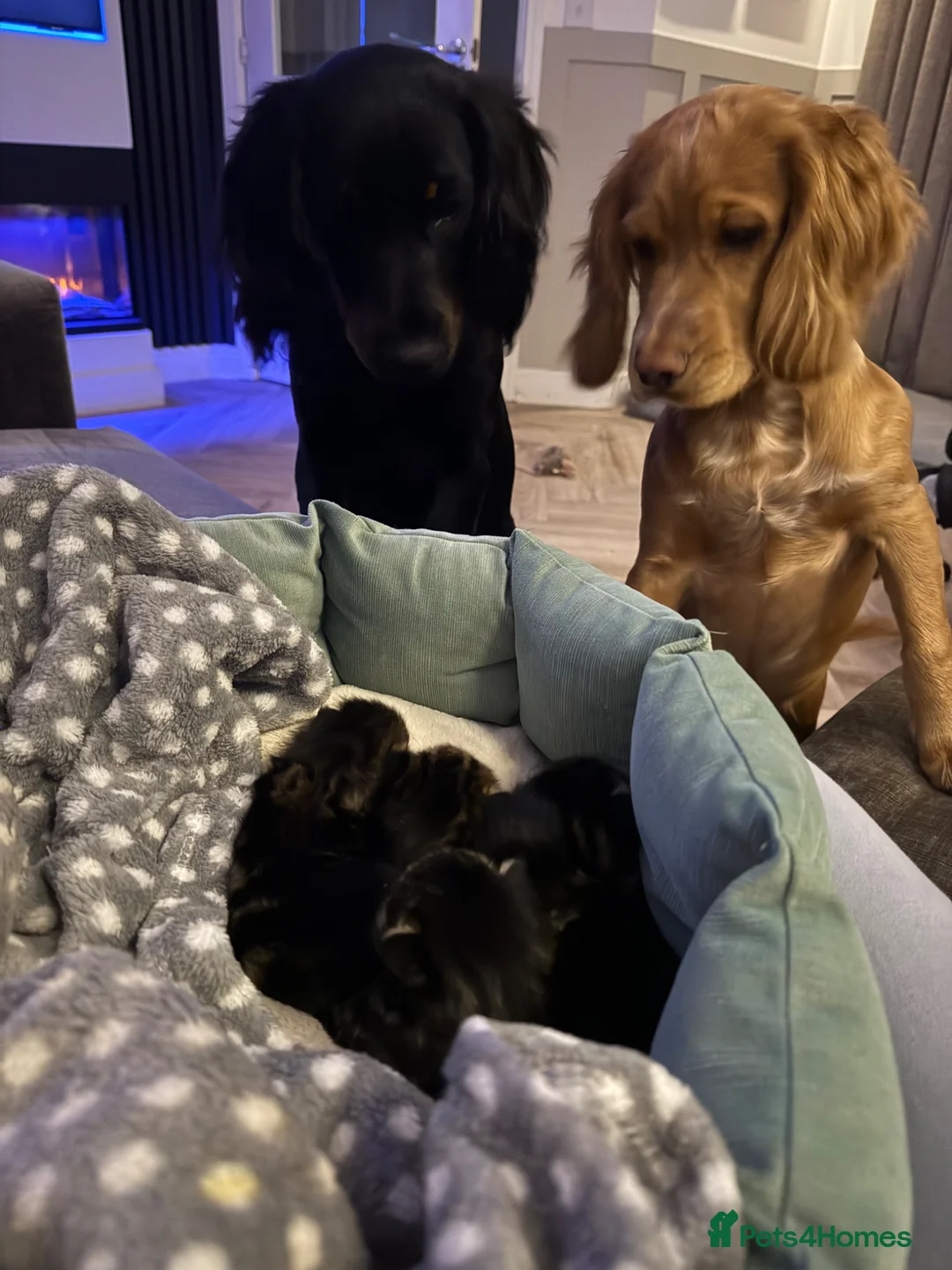 Maine Coon cats for sale: Main coon kittens  - Advert 20