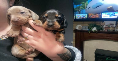 Miniature Dachshund dogs 3 beautiful miniature dachshund boys - Advert 2