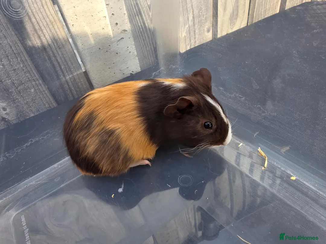 Guinea Pig rodents for sale: Female Baby Guinea Pigs - Advert 4