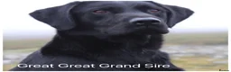 Labrador Retriever dogs for sale: READY NOW Beautiful KC reg girls - health tested - Advert 22