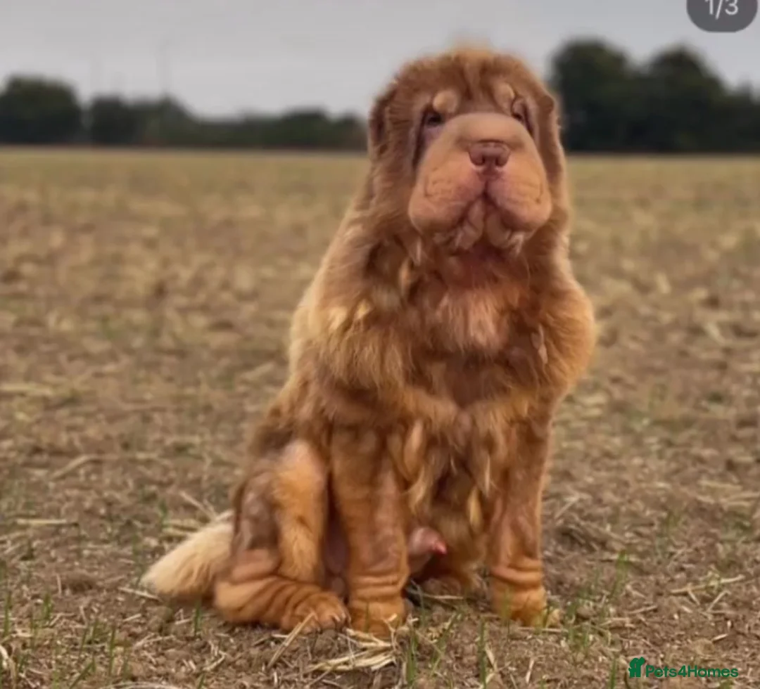 Shar Pei dogs for sale: Chocolate & tan bear coat king - Advert 3