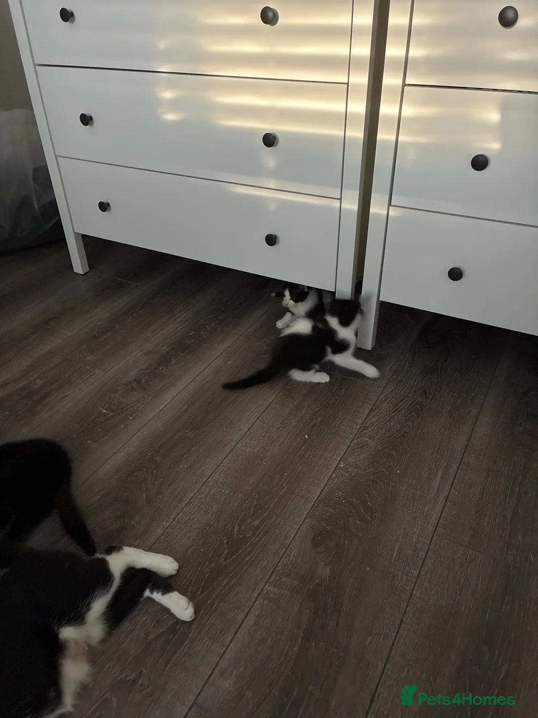 Mixed Breed cats for sale: Mixed breed kittens  - Advert 12