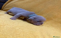 English Bulldog dogs for sale: For sale: 7 English Bulldog Puppies - Image 7