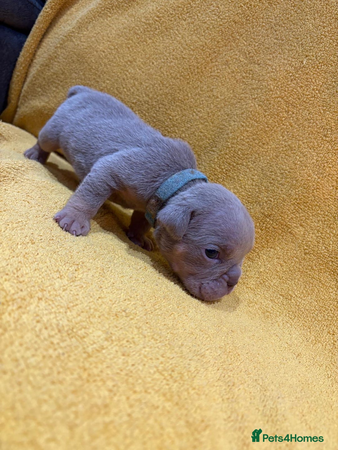 English Bulldog dogs for sale: For sale: 7 English Bulldog Puppies - Image 7