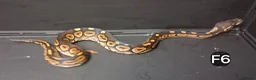 Python Snake reptiles for sale: Royal Pythons Male and Females  - Advert 4