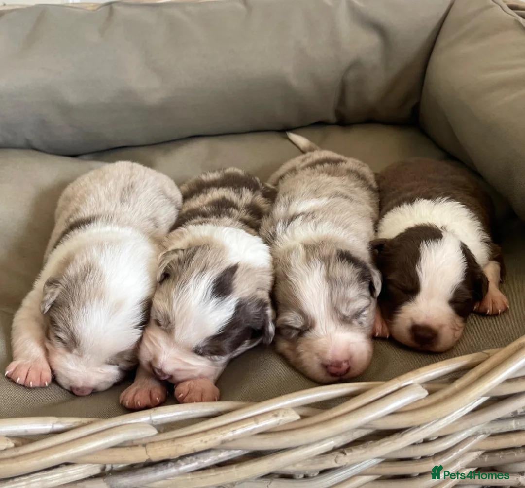Border Collie dogs Adoreable border collies puppies - Advert 1