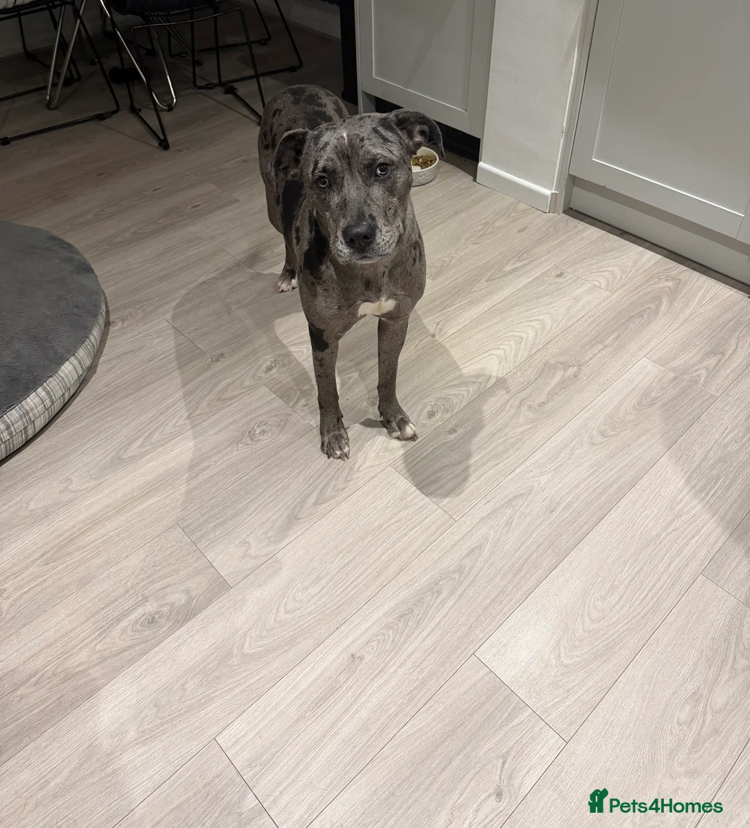 Mixed Breed dogs for sale: Coco female dog  in Bedford - Advert 2