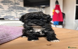 Shihpoo dogs for sale: Shihpoo pups  - Image 3