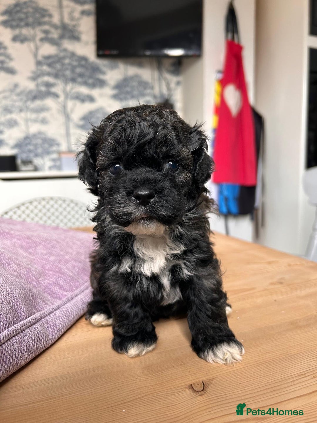 Shihpoo dogs for sale: Shihpoo pups  - Image 3
