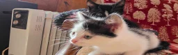 Mixed Breed cats for sale: Adorable Kittens Ready for their forever Homes - Advert 31