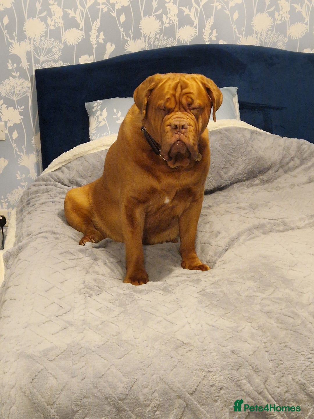 Dogue De Bordeaux dogs for sale: Douge de Bordeau puppies 3 x girls - Advert 6