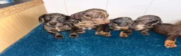 Dachshund dogs for sale: Miniature dachshund - Advert 4