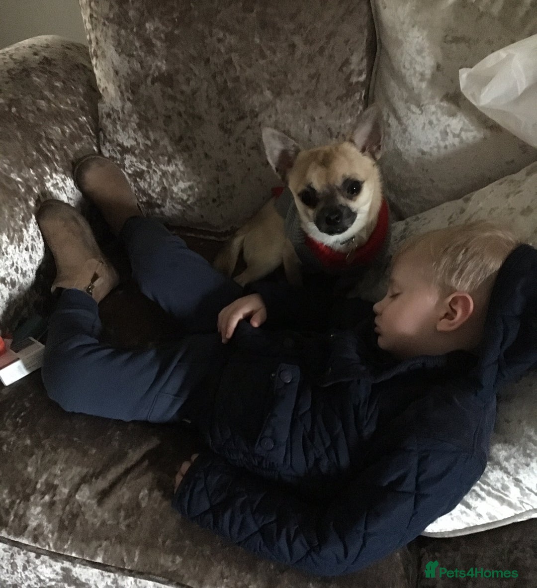 Mixed Breed dogs for sale: Chihuahua x jack Russell male puppy 9 weeks old  - Image 6