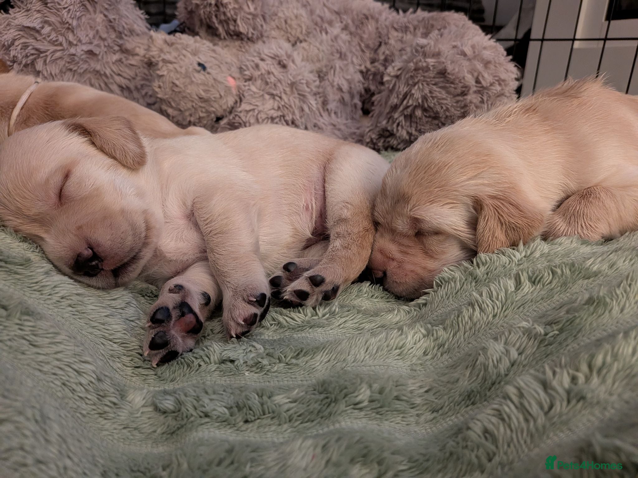 Labrador Retriever dogs Stunning Labrador pups - Advert 13