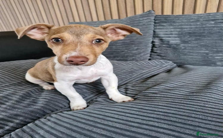 Jack Russell dogs Cute Jack Russel  - Advert 4