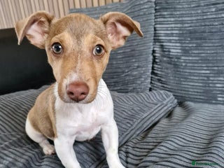 Jack Russell dogs Cute Jack Russel - Advert 3