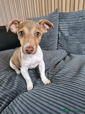 Jack Russell dogs Cute Jack Russel - Advert 3