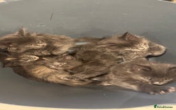 Maine Coon cats for sale: Beautiful GCCF registered main coon Kittens  - Image 2