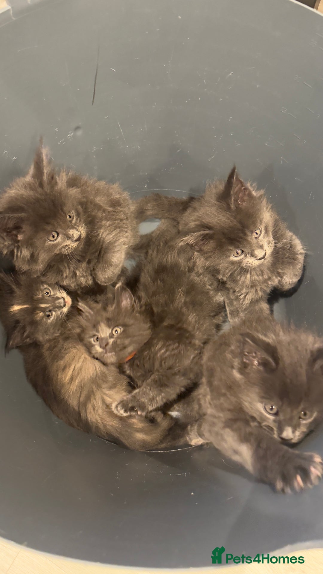 Maine Coon cats for sale: Beautiful GCCF registered main coon Kittens  - Image 2