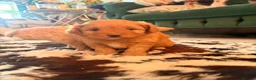 Pomapoo dogs for sale: Stunning pomapoo pups  in Ramsgate - Advert 18