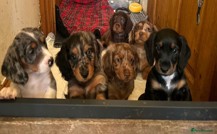 Dachshund dogs - Advert 4