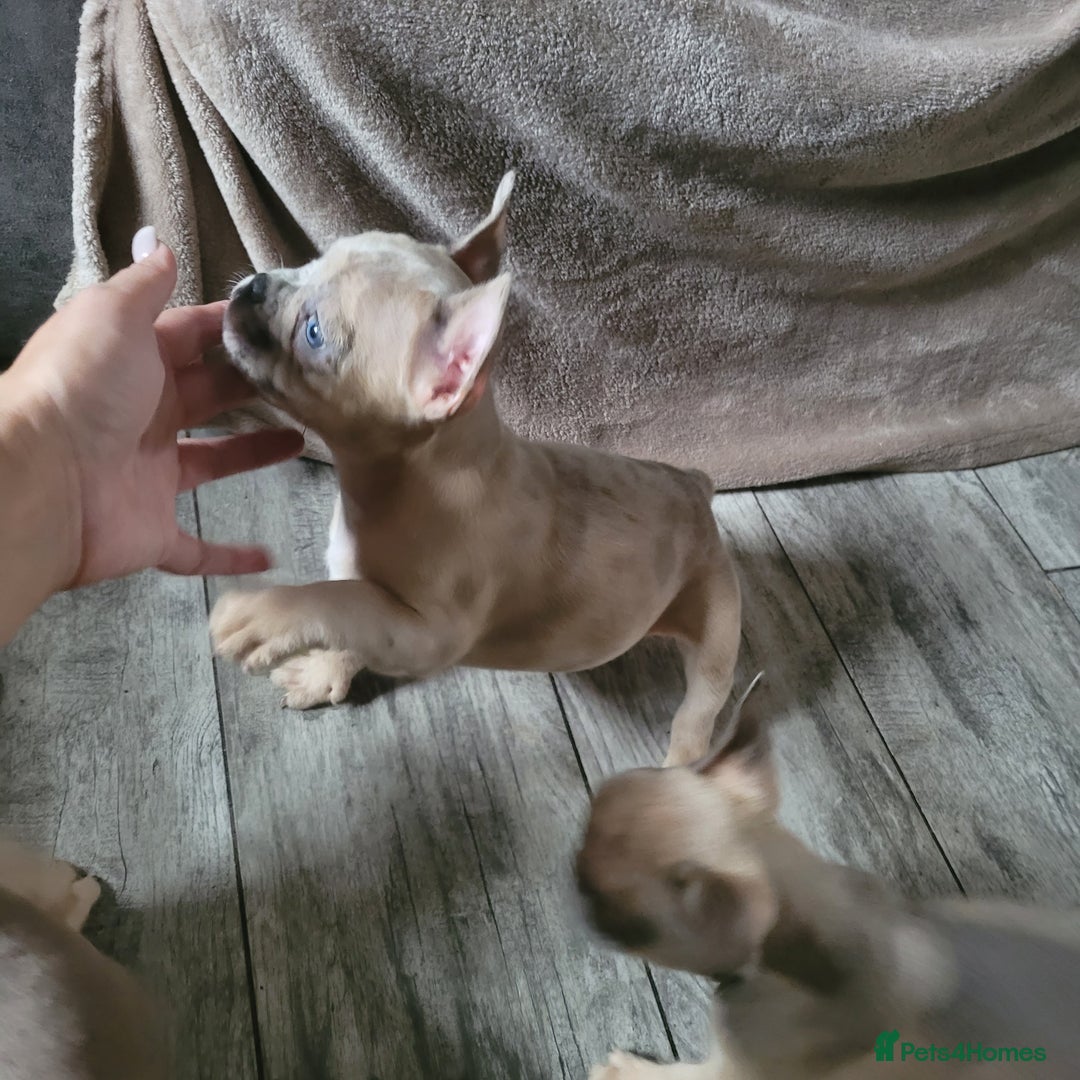 French Bulldog dogs for sale: Frenchy  - Image 6
