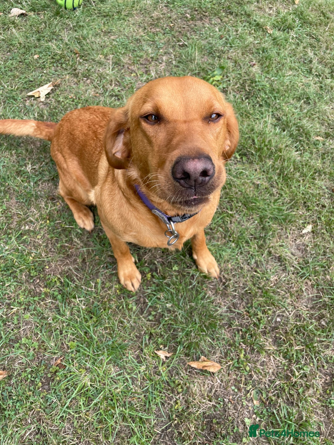 Labrador Retriever dogs for sale: 2 Year Old KC Reg Fox Red Female Labrador  - Image 1