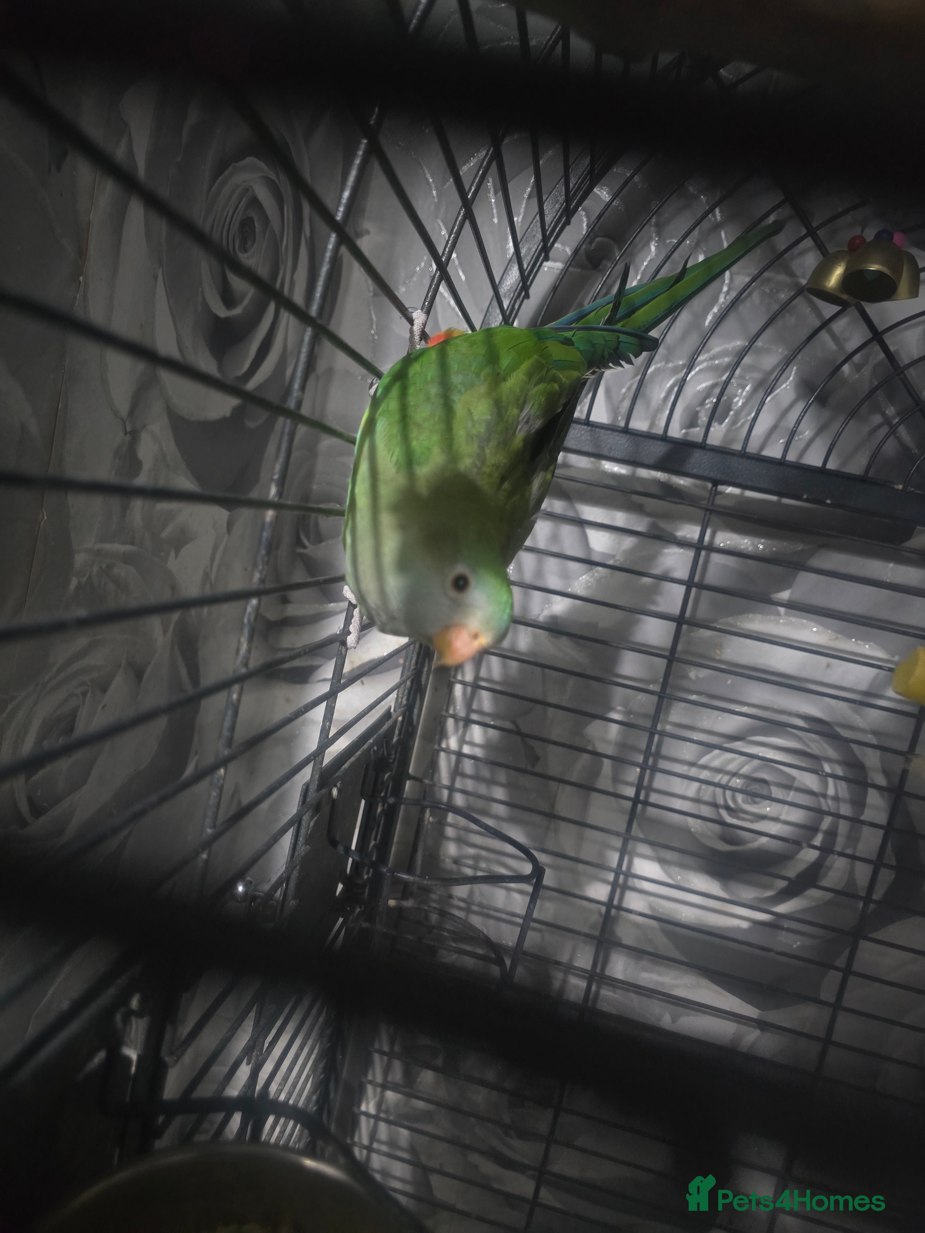 Parakeets birds Barraband parrot  in Chester - Advert 2