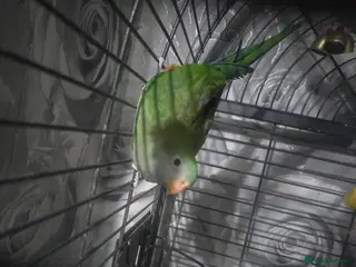 Parakeets birds Barraband parrot in Chester - Advert 2