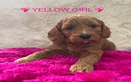 Cockapoo dogs for sale: Cockapoo Puppies for sale!  - Image 9