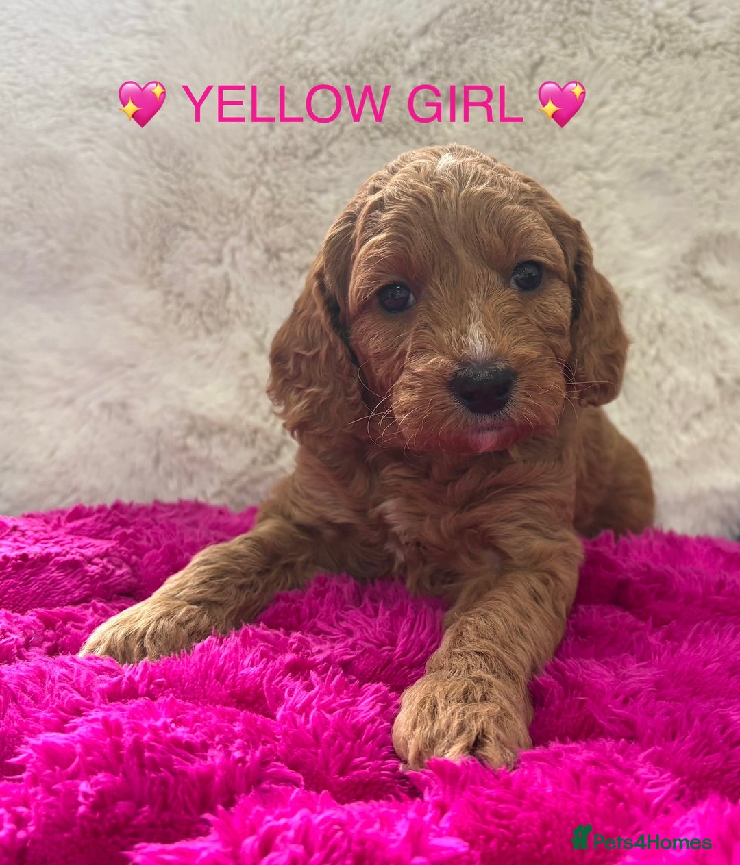Cockapoo dogs for sale: Cockapoo Puppies for sale!  - Image 9