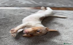 Dachshund dogs for sale: Miniature Dachshund REDUCED  - Image 11
