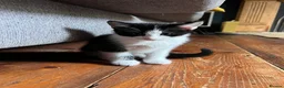 Mixed Breed cats for sale: Four varied mixed breed kittens - Advert 36