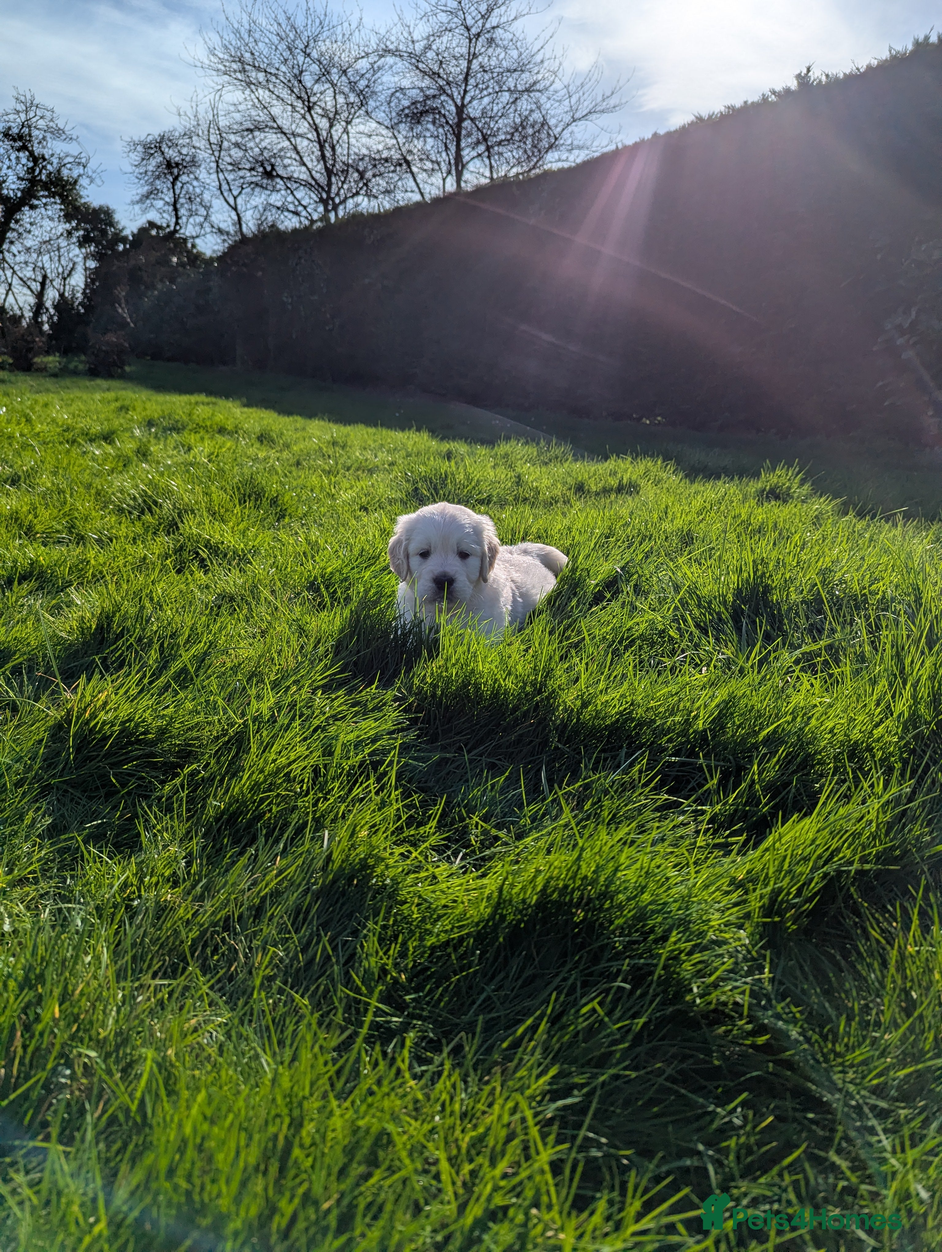 Golden Retriever dogs 🐾6  Golden Retriever Puppies! 🐾 - Advert 15
