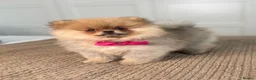 Pomeranian dogs for sale: KC Pomeranians tiny little bears 🐻 Ready Now  - Advert 10