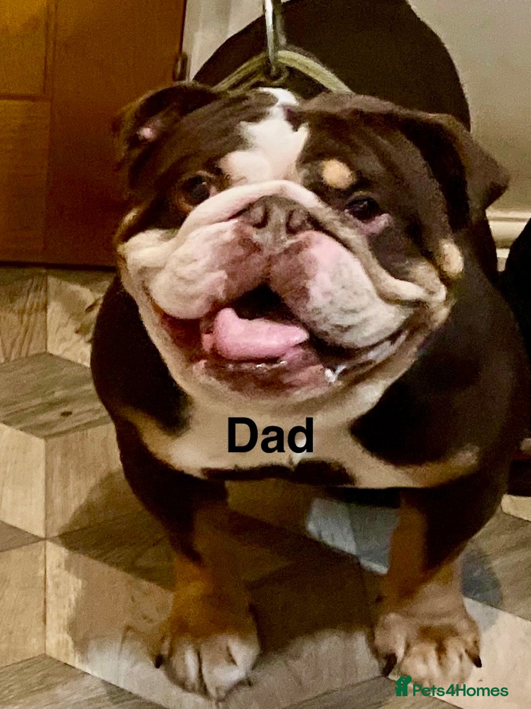 English Bulldog dogs for sale: TOP CLASS  English Bull Dog puppies  - Advert 3