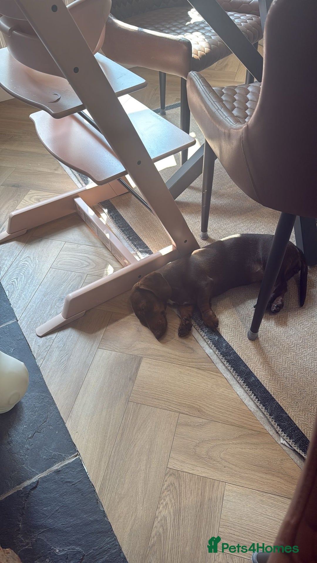 Miniature Dachshund dogs for sale: Miniature Dachshund  - Image 4
