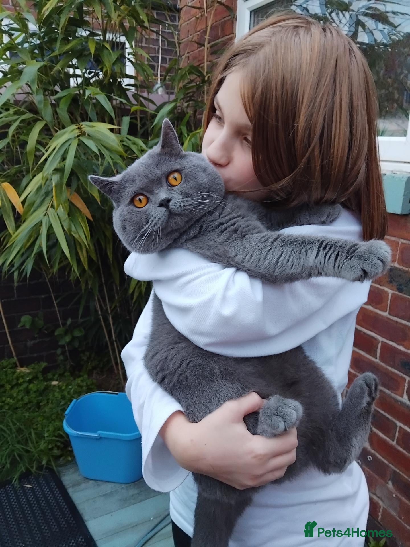 British Shorthair cats Active GCCF British Shorthair Blue Stud  - Advert 13