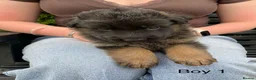German Shepherd dogs for sale: STUNNING LONG HAIRED KC GERMAN SHEPHERD PUPPIES in Coalville - Advert 12