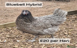 Chickens poultry for sale: Hybrid hens for sale - Image 2