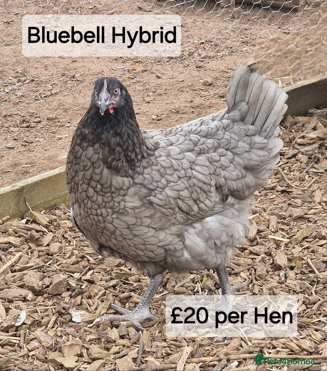 Chickens poultry for sale: Hybrid hens for sale - Image 2