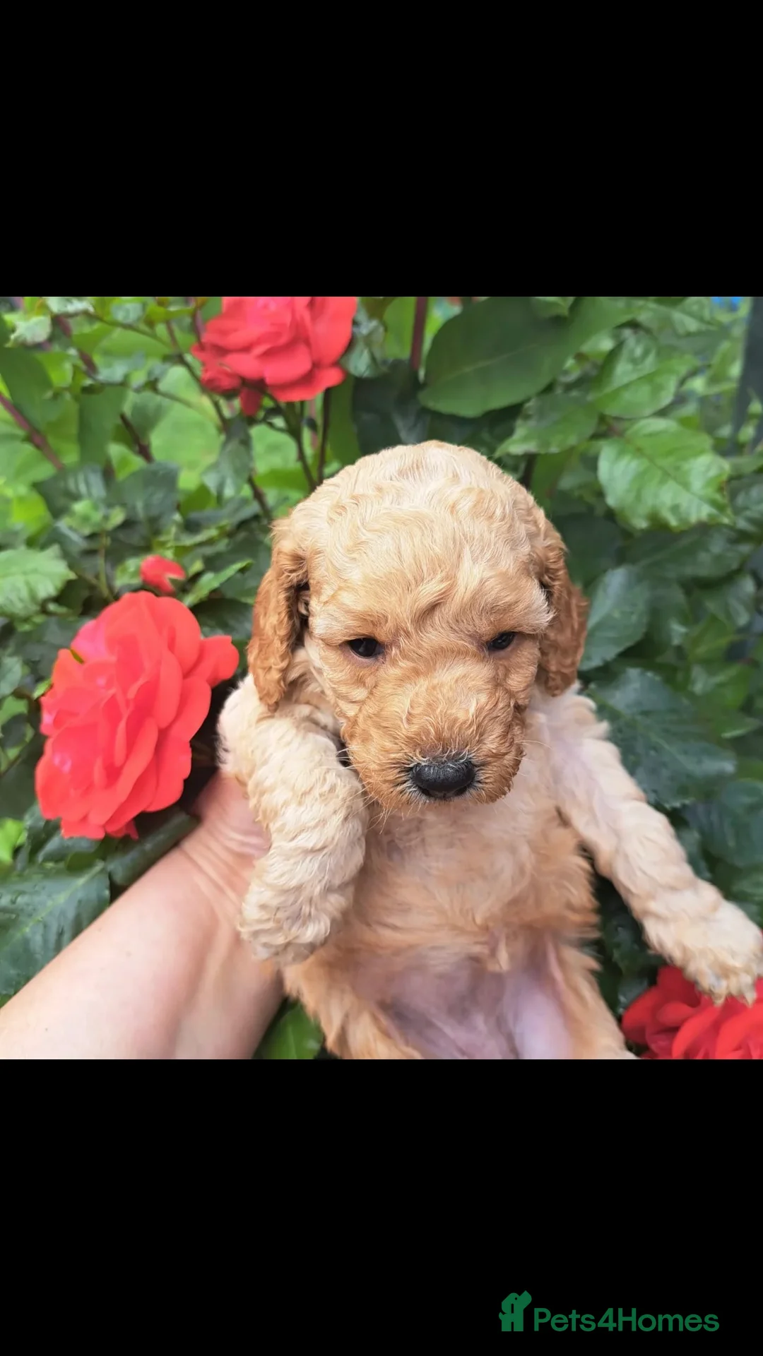 Cockapoo dogs for stud: cockapoo stud  in Aberlour - Advert 14