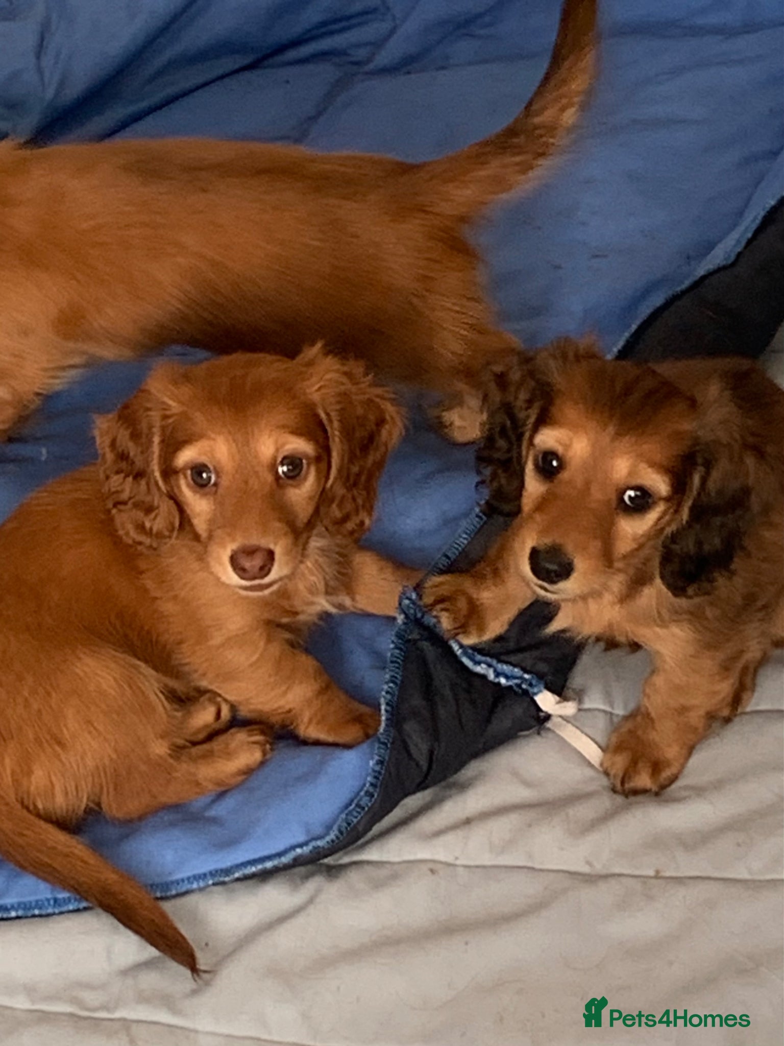 Dachshund dogs for sale: Last 2 Miniature longhaired dachshund Puppies - Advert 1
